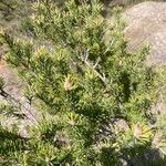 Pinus banksiana Hoja