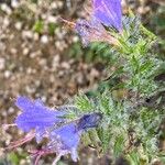 Echium vulgareFlower