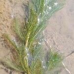 Myriophyllum spicatum 葉