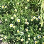 Anthemis maritimaFlower