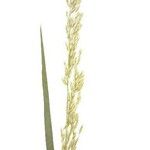 Panicum dichotomiflorum Плод