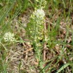 Lepidium campestre ᱮᱴᱟᱜ