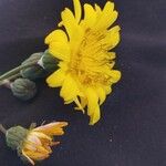 Reichardia picroides Flower