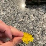 Crepis vesicaria Квітка