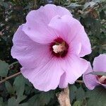 Hibiscus syriacusBlomst