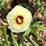 Merremia tridentata Flor