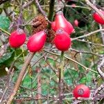 Rosa dumalisFruit