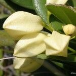 Oxera crassifolia Blatt