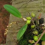 Bulbophyllum pumilum Hábito