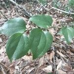 Smilax rotundifolia Leaf