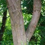 Carpinus caroliniana Bark