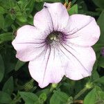 Petunia x hybrida Blomst