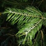 Abies grandis Φύλλο