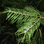 Abies grandis Feuille