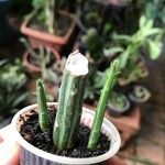 Kleinia stapeliiformis Hoja