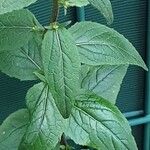 Campanula rapunculoides Leaf