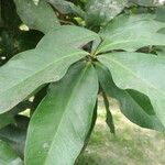 Syzygium malaccense ഇല