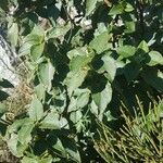 Cistus laurifolius Blad