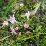 Pedicularis sylvatica Flower