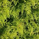 Thuja occidentalisبرگ