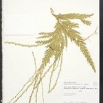 Selaginella parkeri Hoja