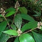 Miconia ligulata Прочее