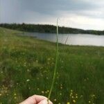 Juncus acutiflorus Leaf