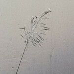 Eragrostis curvula 花