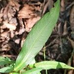 Persicaria mitis Frunză