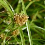 Cyperus michelianus Frugt