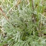 Artemisia umbelliformis Blad