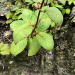 Kohleria tubiflora Leaf