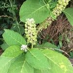 Phytolacca acinosaफल