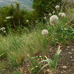 Allium pyrenaicum 花