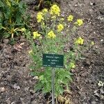 Brassica rapa Habit