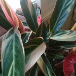 Stromanthe thalia Leaf