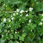 Galium odoratumKvět