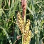 Carex riparia Flower