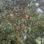 Hakea laurina Συνήθη χαρακτηριστικά