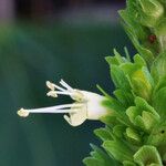Agastache nepetoides Flower