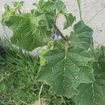 Solanum anguivi Leht