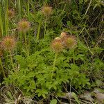 Acaena novae-zelandiae Habit