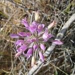 Allium acuminatum Flor