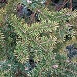 Abies homolepis Leaf