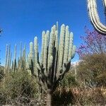 Pachycereus pringleiLeaf