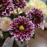 Chrysanthemum indicum പുഷ്പം