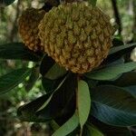 Annona crassiflora Плод