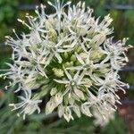 Allium stipitatum 花