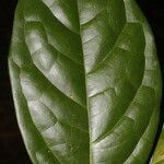 Leretia cordata Leaf