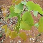 Colophospermum mopane Feuille